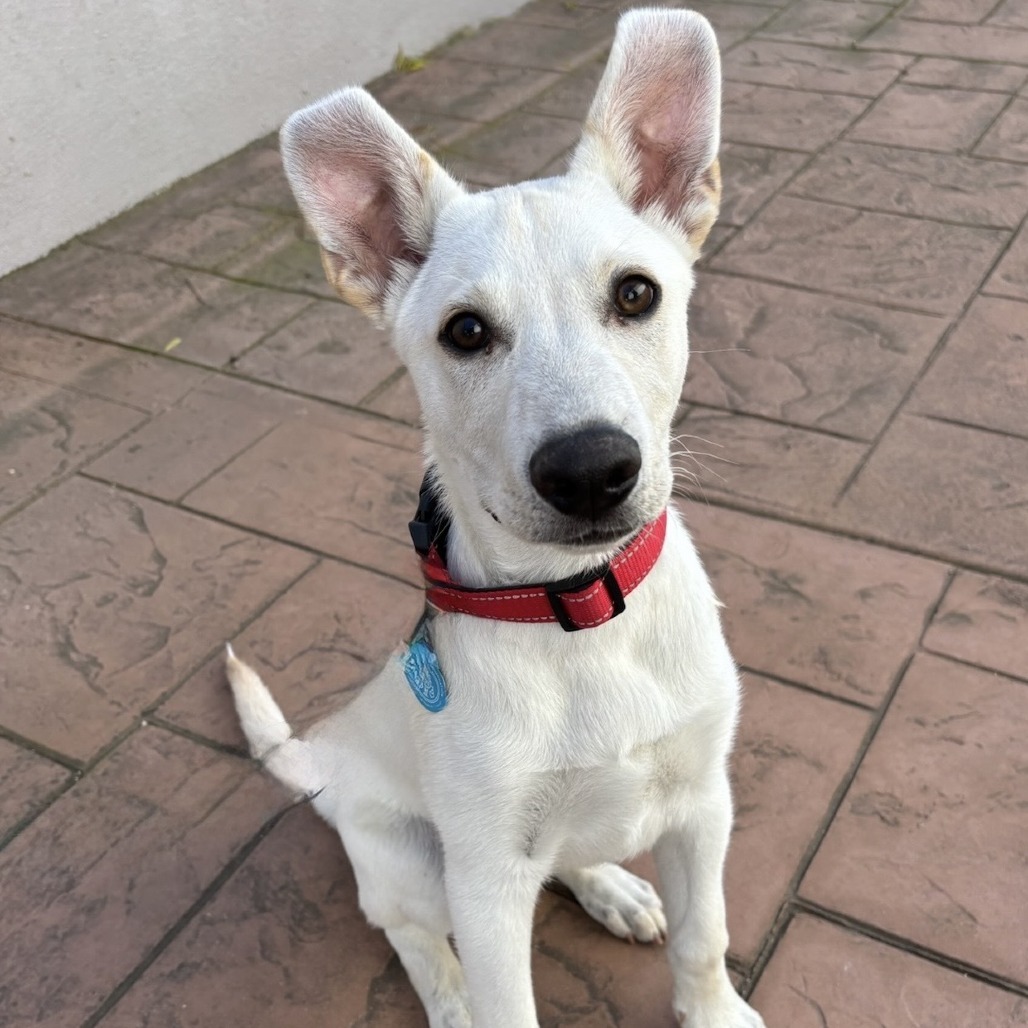 Alfie