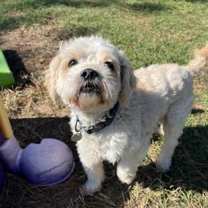 Bender Maltese Dog