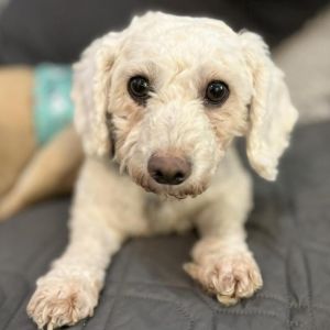 Meet SophieAnn Grace a 4 year 10 month old 13-pound Poodle mix with a gentle soul and a lifetime o