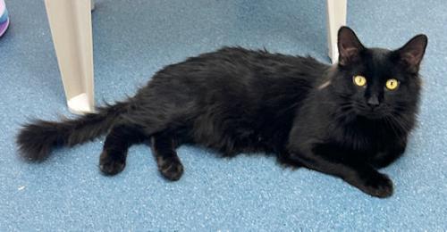 Reed, an adoptable Domestic Long Hair in St. Johnsbury, VT, 05819 | Photo Image 1