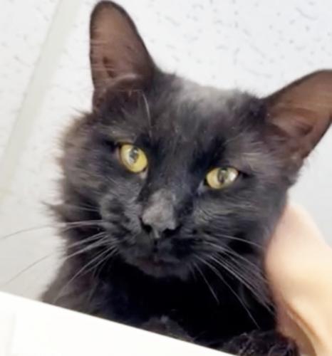 Reed, an adoptable Domestic Long Hair in St. Johnsbury, VT, 05819 | Photo Image 2