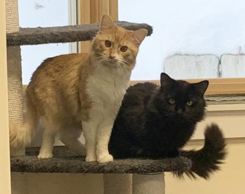 Reed, an adoptable Domestic Long Hair in St. Johnsbury, VT, 05819 | Photo Image 3