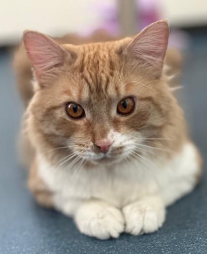 Ellis, an adoptable Domestic Long Hair in St. Johnsbury, VT, 05819 | Photo Image 1