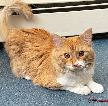 Ellis, an adoptable Domestic Long Hair in St. Johnsbury, VT, 05819 | Photo Image 2