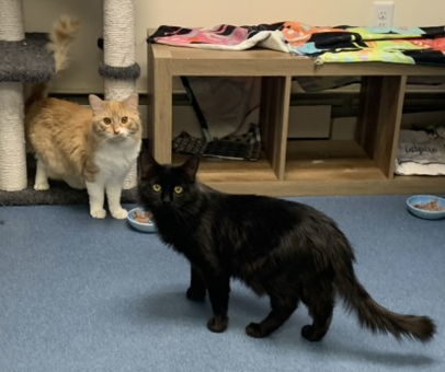 Ellis, an adoptable Domestic Long Hair in St. Johnsbury, VT, 05819 | Photo Image 3