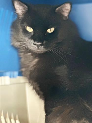 Rex, an adoptable Domestic Long Hair in St. Johnsbury, VT, 05819 | Photo Image 1