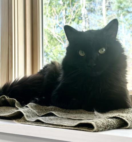 Rex, an adoptable Domestic Long Hair in St. Johnsbury, VT, 05819 | Photo Image 1