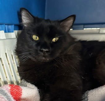 Rex, an adoptable Domestic Long Hair in St. Johnsbury, VT, 05819 | Photo Image 2