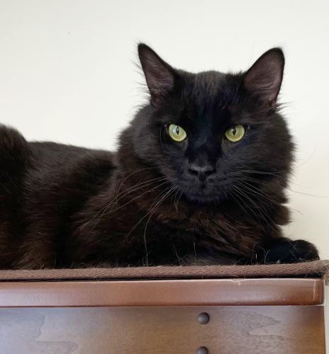 Rex, an adoptable Domestic Long Hair in St. Johnsbury, VT, 05819 | Photo Image 2