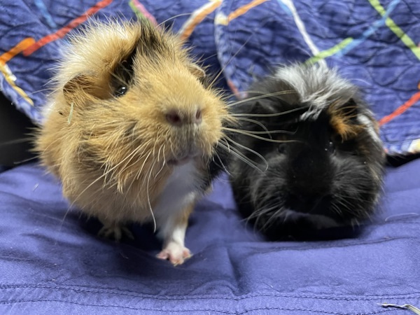Freddie & Presley