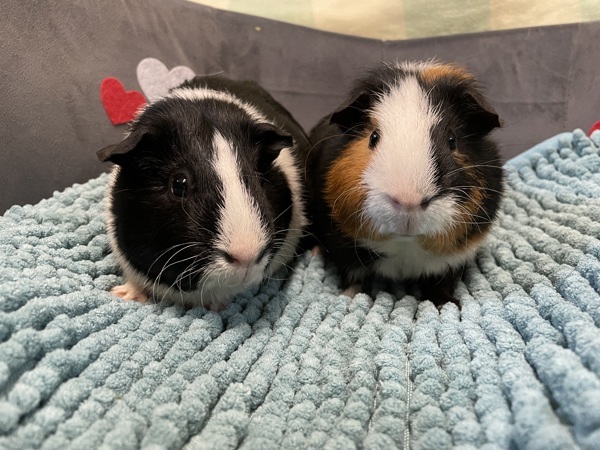 Skunk And Max