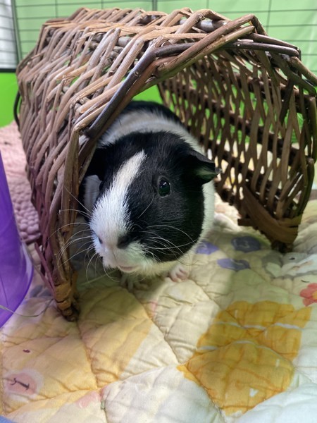 Skunk And Max