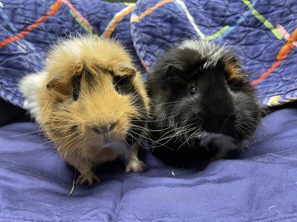 Presley & Freddie