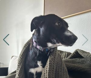 Onyx, Young Female Black Labrador Retriever