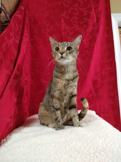 Scarlet