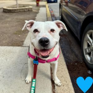 Lil Mama, Senior Female Mixed Breed