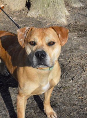Taz, Adult Male Mixed Breed
