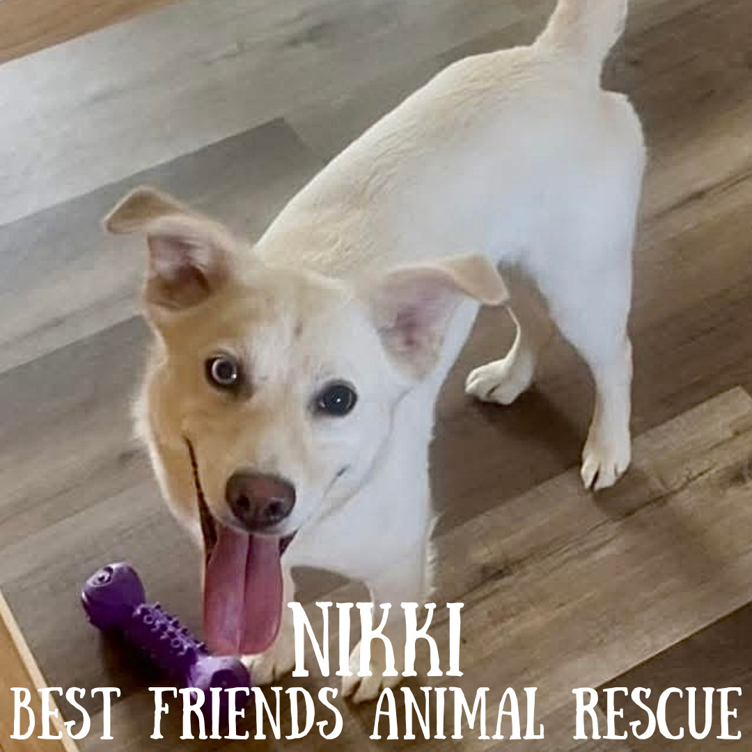 Nikki, an adoptable Husky in Wasilla, AK, 99654 | Photo Image 2
