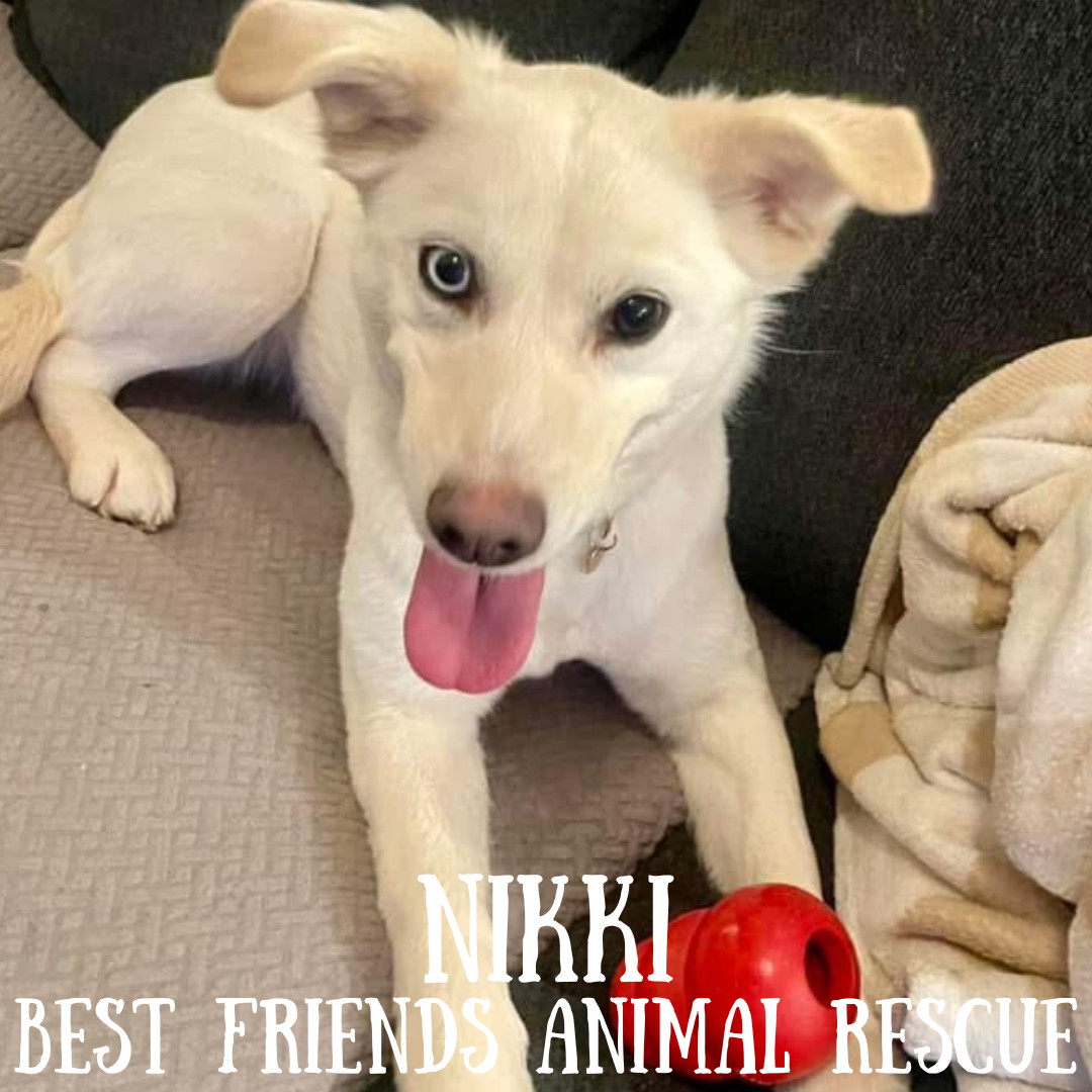 Nikki, an adoptable Husky in Wasilla, AK, 99654 | Photo Image 3
