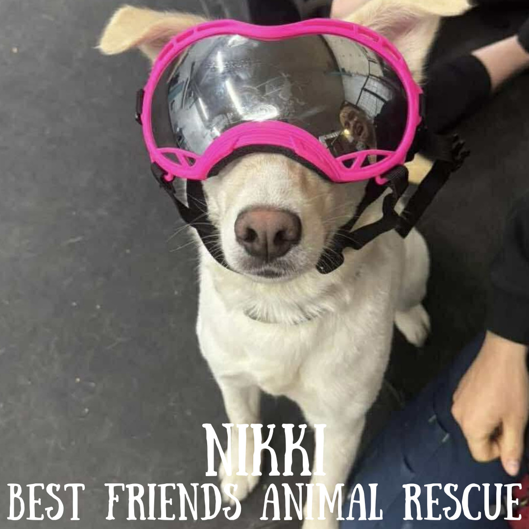 Nikki, an adoptable Husky in Wasilla, AK, 99654 | Photo Image 4