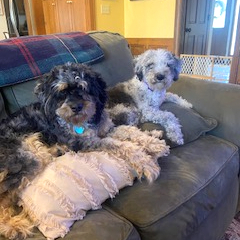 Wisp, an adoptable Aussiedoodle in Louisville, KY, 40206 | Photo Image 3