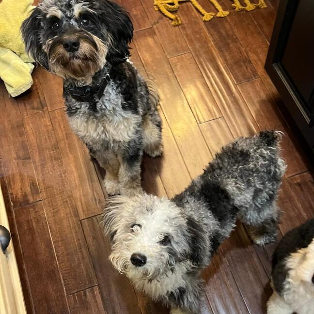 Wisp, an adoptable Aussiedoodle in Louisville, KY, 40206 | Photo Image 4