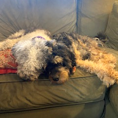 Wisp, an adoptable Aussiedoodle in Louisville, KY, 40206 | Photo Image 6