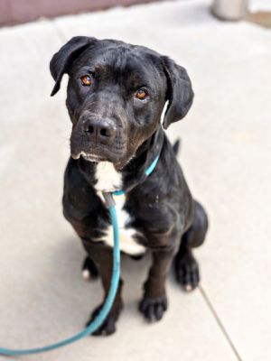Paperclip is a handsome black-and-white boy with a sleek shiny coat and a lab-like look On a recen
