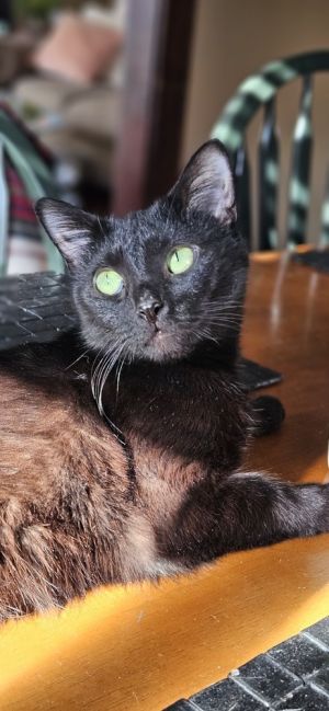 Miss Kitty, Adult Female Domestic Short Hair