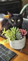 Miss Kitty photo 3