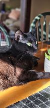 Miss Kitty photo 4