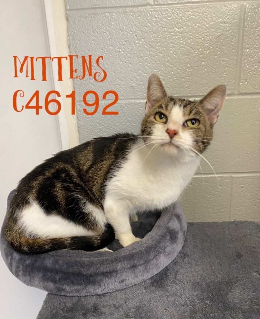 Mittens