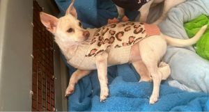 Athena, Young Female Miniature Pinscher