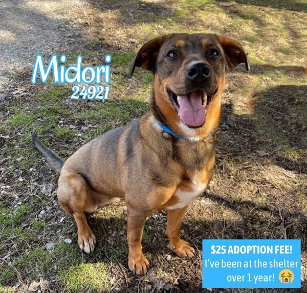 Midori
