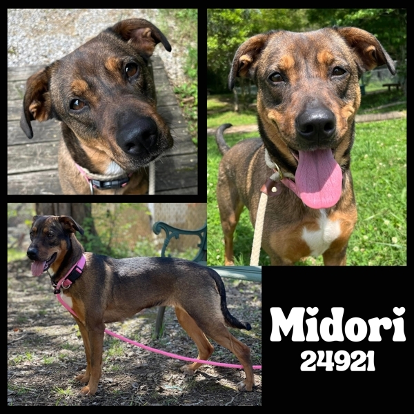 Midori