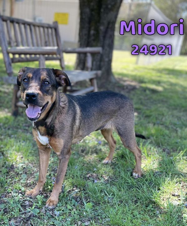 Midori