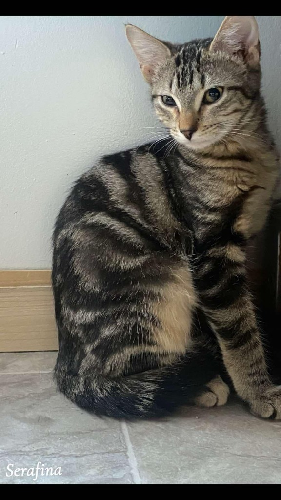 Serafina, an adoptable Domestic Short Hair in Shell Lake, WI, 54871 | Photo Image 1