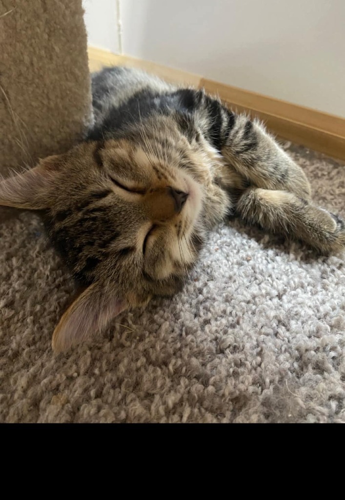 Serafina, an adoptable Domestic Short Hair in Shell Lake, WI, 54871 | Photo Image 2