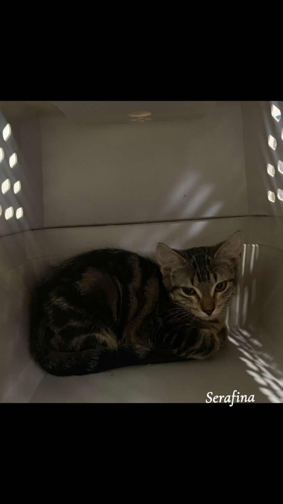 Serafina, an adoptable Domestic Short Hair in Shell Lake, WI, 54871 | Photo Image 3