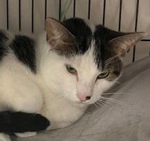 Bruce, Adult Male Tabby