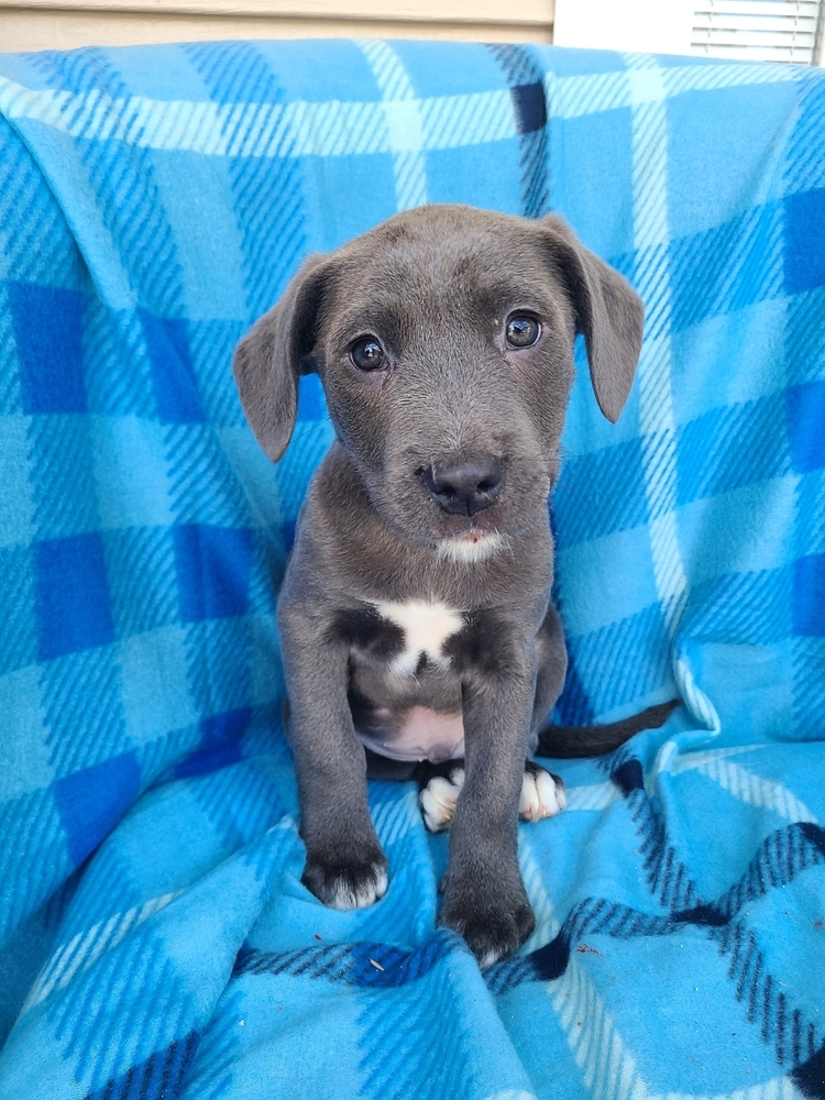 Gouda (Blondie's Litter)