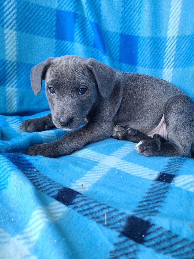 Gouda (Blondie's Litter)