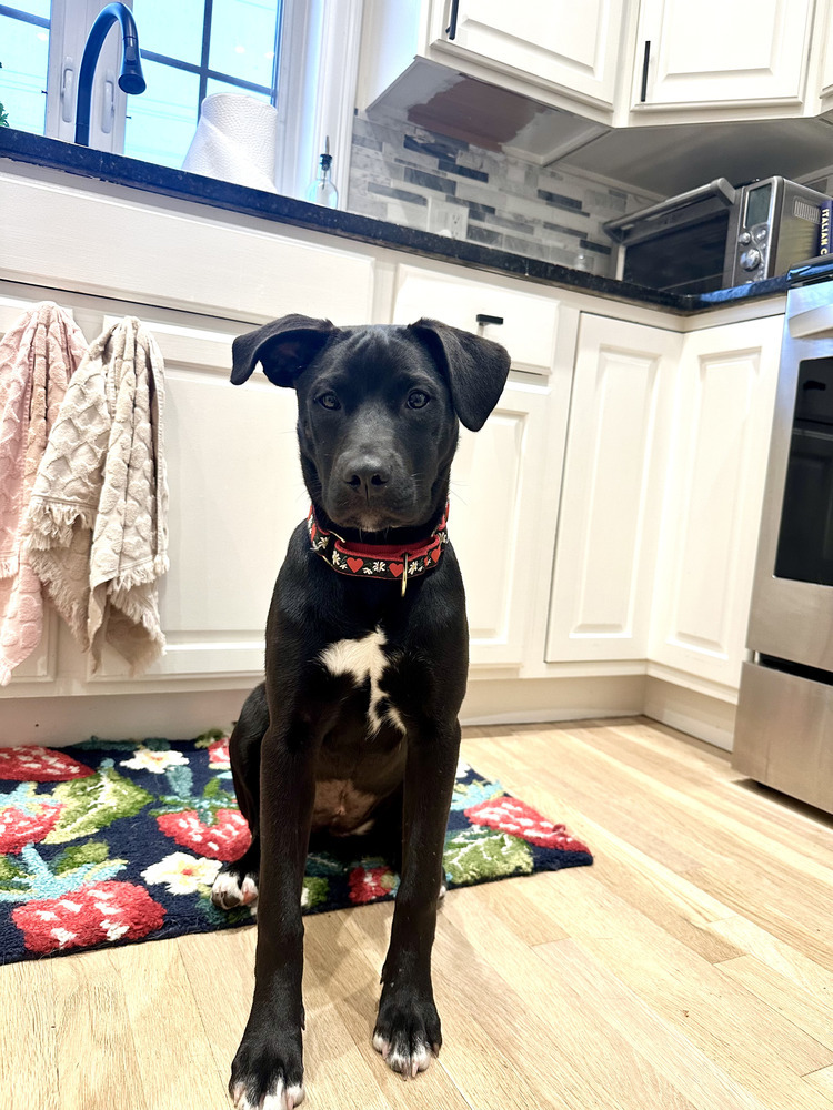 Muenster (Blondie's Litter)