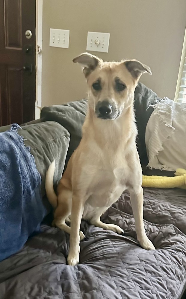Wanda (Marvel Litter)