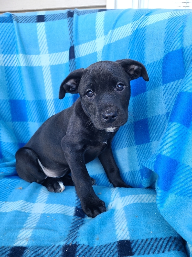 Cheddar (Blondie's Litter)