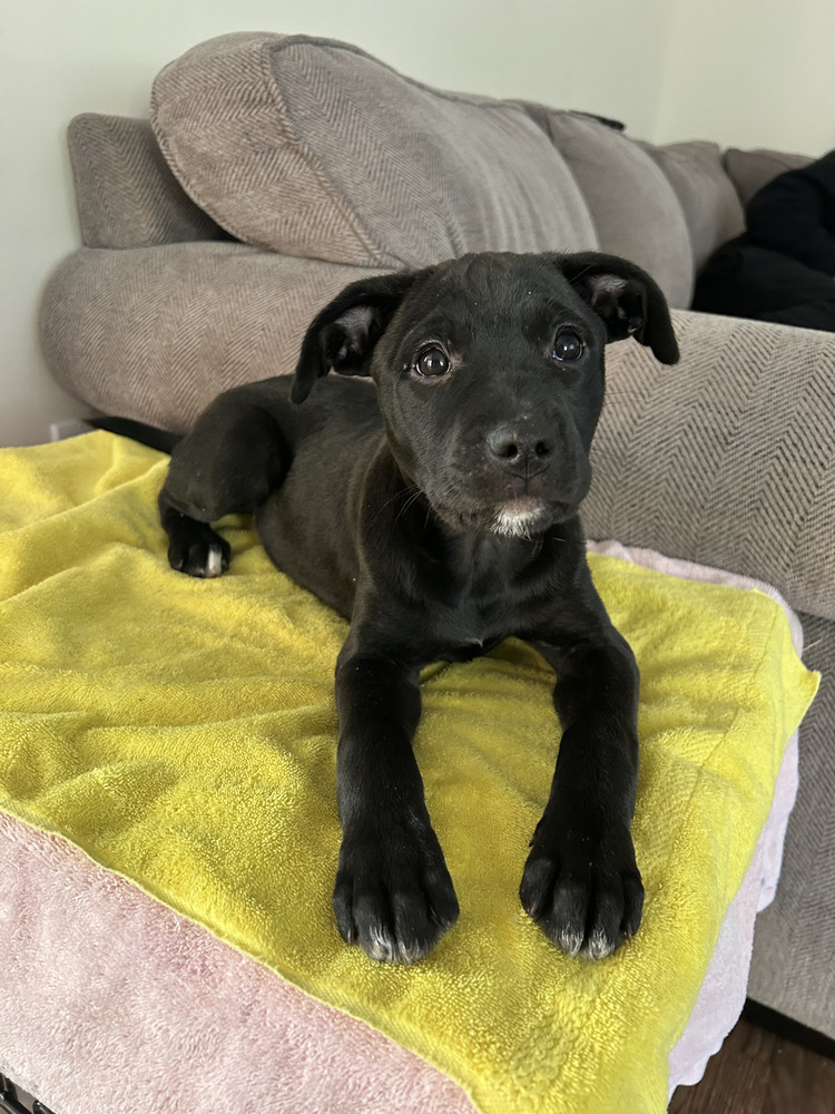 Cheddar (Blondie's Litter)