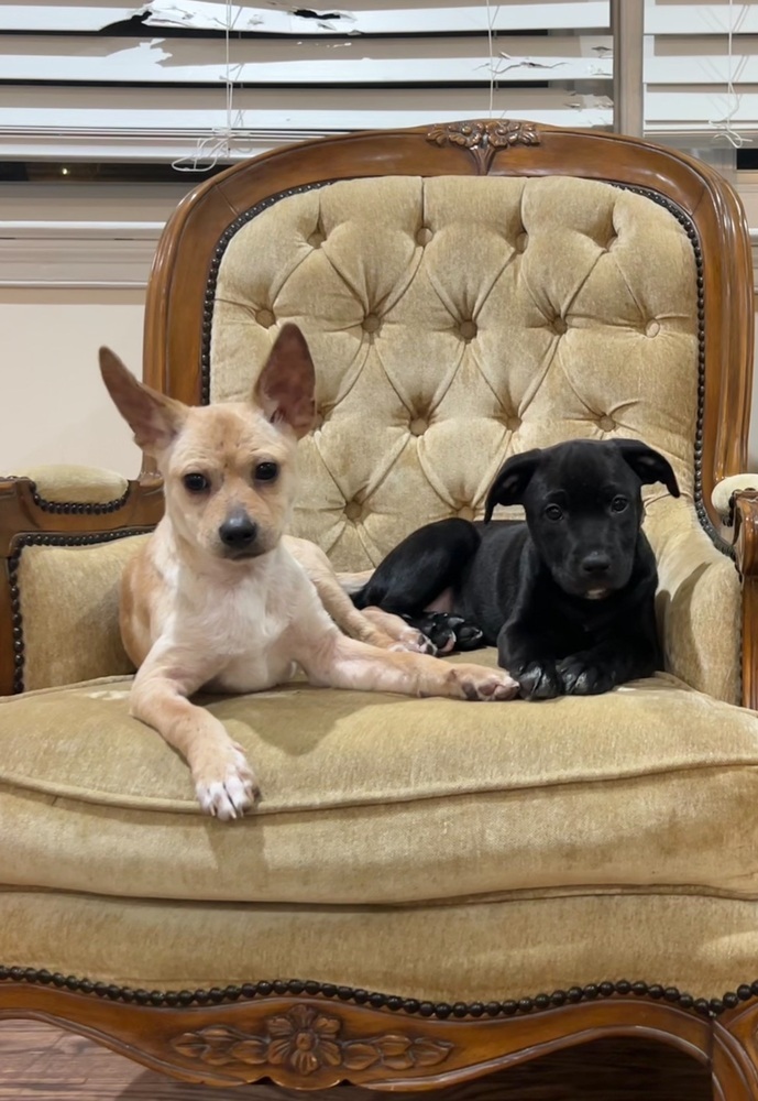 Cheddar (Blondie's Litter)