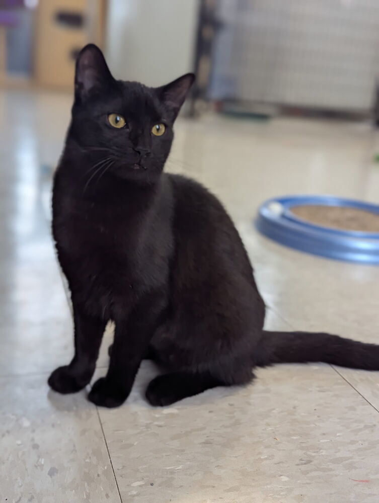 Virgo, an adoptable Domestic Short Hair in McPherson, KS, 67460 | Photo Image 1