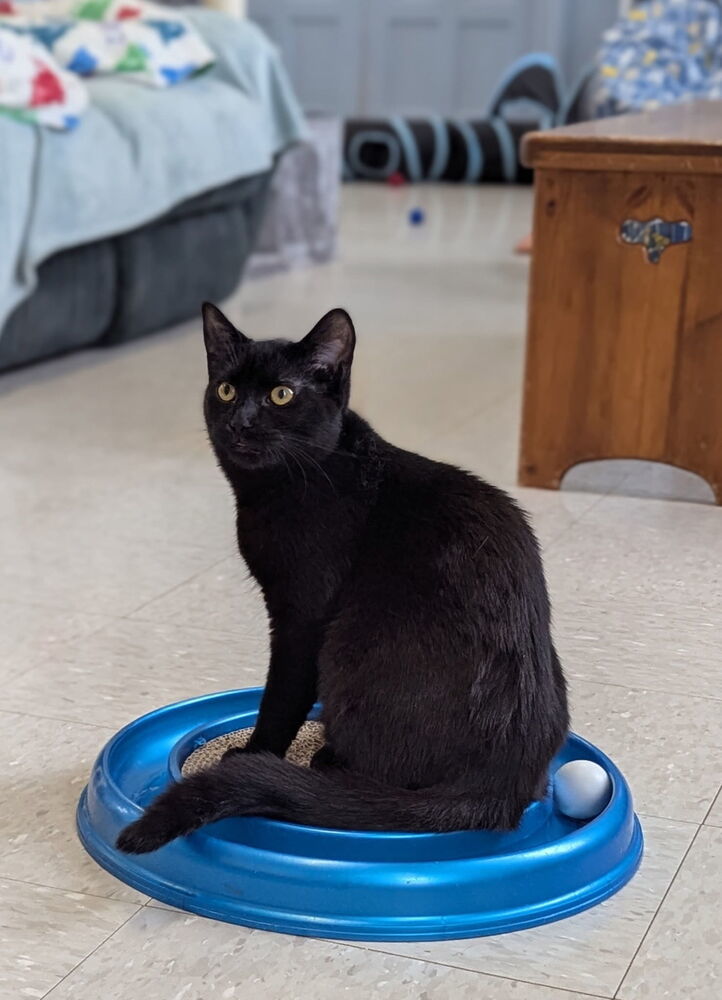 Virgo, an adoptable Domestic Short Hair in McPherson, KS, 67460 | Photo Image 2