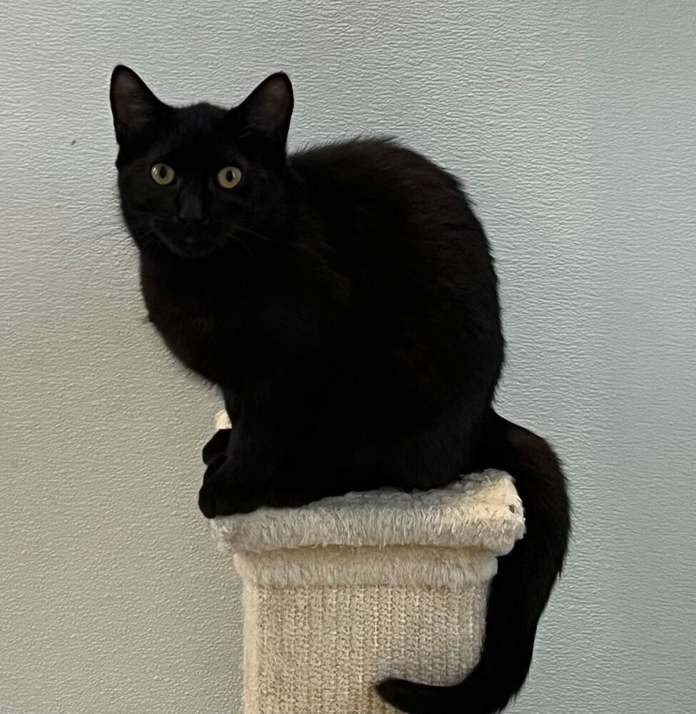 Virgo, an adoptable Domestic Short Hair in McPherson, KS, 67460 | Photo Image 3